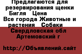 Предлагаются для резервирования щенки Бигля › Цена ­ 40 000 - Все города Животные и растения » Собаки   . Свердловская обл.,Артемовский г.